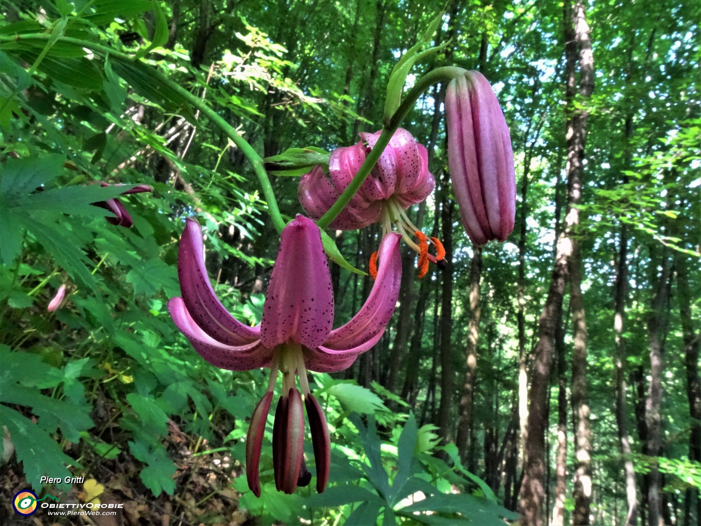 15 Lilium martagon (Giglio martagone).JPG